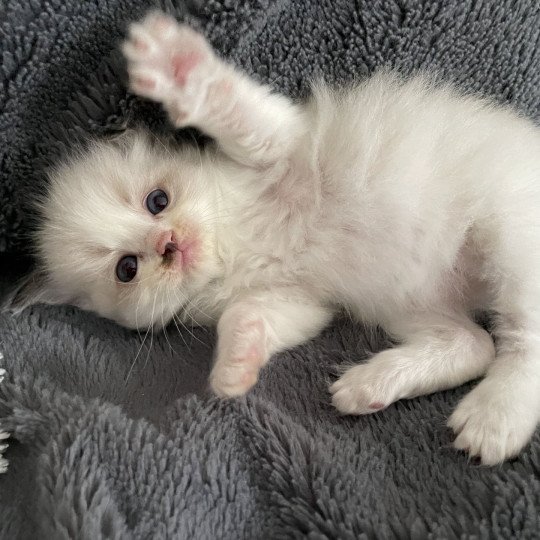 chaton Ragdoll vert Les Ragdolls de la Croisette