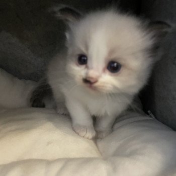 chaton Ragdoll vert Les Ragdolls de la Croisette