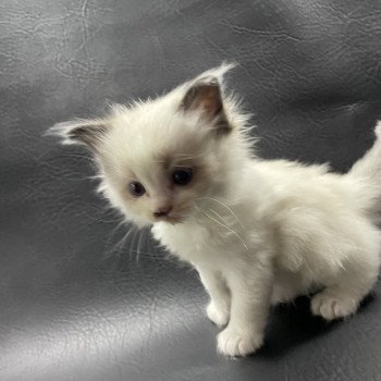 chaton Ragdoll vert Les Ragdolls de la Croisette