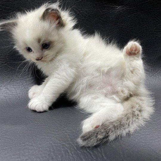 chaton Ragdoll vert Les Ragdolls de la Croisette