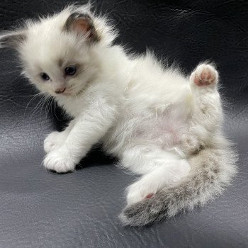 chaton Ragdoll vert Les Ragdolls de la Croisette