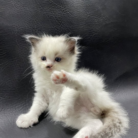 chaton Ragdoll vert Les Ragdolls de la Croisette