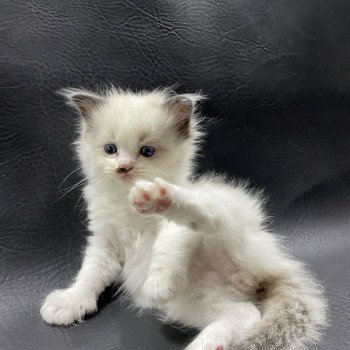 chaton Ragdoll vert Les Ragdolls de la Croisette