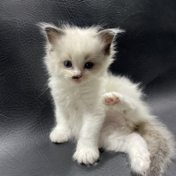 chaton Ragdoll vert Les Ragdolls de la Croisette