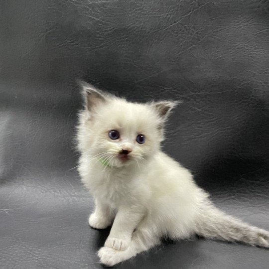 chaton Ragdoll vert Les Ragdolls de la Croisette