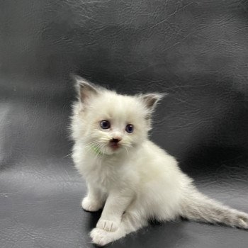 chaton Ragdoll vert Les Ragdolls de la Croisette chaton Ragdoll vert Les Ragdolls de la Croisette