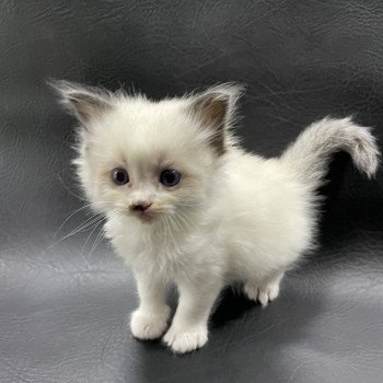 chaton Ragdoll vert Les Ragdolls de la Croisette