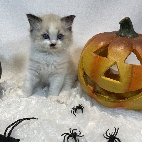 chaton Ragdoll Umpa-lumpa Les Ragdolls de la Croisette