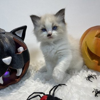 chaton Ragdoll Umpa-lumpa Les Ragdolls de la Croisette chaton Ragdoll Umpa-lumpa Les Ragdolls de la Croisette