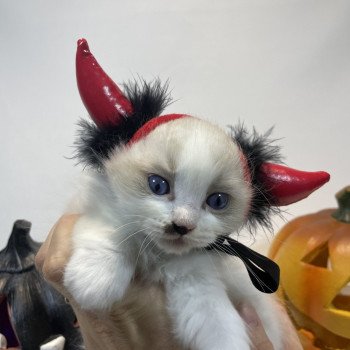 chaton Ragdoll Umpa-lumpa Les Ragdolls de la Croisette chaton Ragdoll Umpa-lumpa Les Ragdolls de la Croisette
