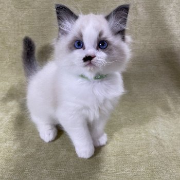 chaton Ragdoll Umpa-lumpa Les Ragdolls de la Croisette chaton Ragdoll Umpa-lumpa Les Ragdolls de la Croisette