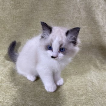 chaton Ragdoll Umpa-lumpa Les Ragdolls de la Croisette chaton Ragdoll Umpa-lumpa Les Ragdolls de la Croisette