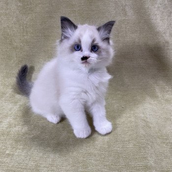 chaton Ragdoll Umpa-lumpa Les Ragdolls de la Croisette chaton Ragdoll Umpa-lumpa Les Ragdolls de la Croisette