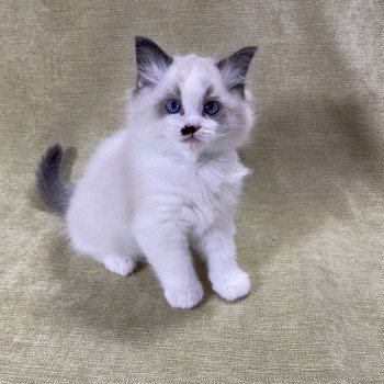 chaton Ragdoll Umpa-lumpa Les Ragdolls de la Croisette