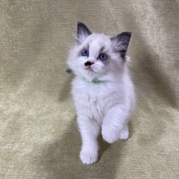 chaton Ragdoll Umpa-lumpa Les Ragdolls de la Croisette chaton Ragdoll Umpa-lumpa Les Ragdolls de la Croisette