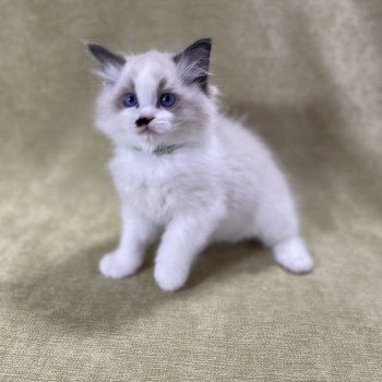 chaton Ragdoll Umpa-lumpa Les Ragdolls de la Croisette chaton Ragdoll Umpa-lumpa Les Ragdolls de la Croisette