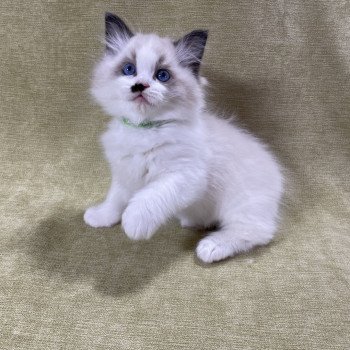 chaton Ragdoll Umpa-lumpa Les Ragdolls de la Croisette