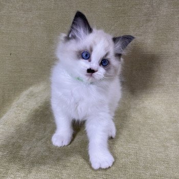 chaton Ragdoll Umpa-lumpa Les Ragdolls de la Croisette