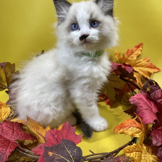 chaton Ragdoll Umpa-lumpa Les Ragdolls de la Croisette