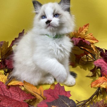chaton Ragdoll Umpa-lumpa Les Ragdolls de la Croisette chaton Ragdoll Umpa-lumpa Les Ragdolls de la Croisette