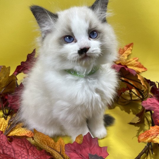 chaton Ragdoll Umpa-lumpa Les Ragdolls de la Croisette