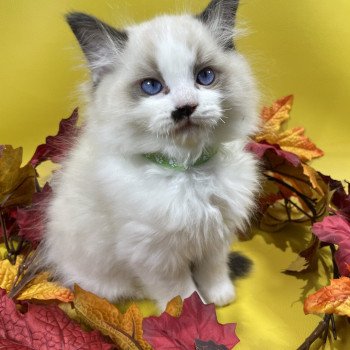 chaton Ragdoll Umpa-lumpa Les Ragdolls de la Croisette chaton Ragdoll Umpa-lumpa Les Ragdolls de la Croisette
