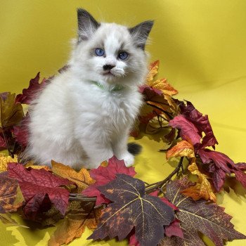 chaton Ragdoll Umpa-lumpa Les Ragdolls de la Croisette