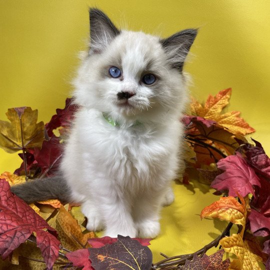 chaton Ragdoll Umpa-lumpa Les Ragdolls de la Croisette