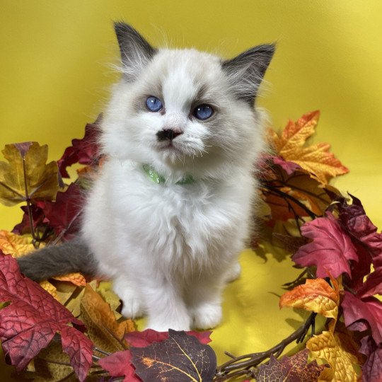 chaton Ragdoll Umpa-lumpa Les Ragdolls de la Croisette