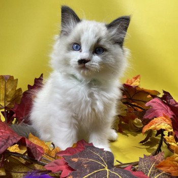 chaton Ragdoll Umpa-lumpa Les Ragdolls de la Croisette