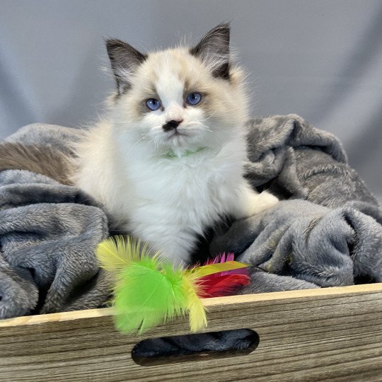 chaton Ragdoll Umpa-lumpa Les Ragdolls de la Croisette