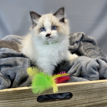 chaton Ragdoll Umpa-lumpa Les Ragdolls de la Croisette chaton Ragdoll Umpa-lumpa Les Ragdolls de la Croisette