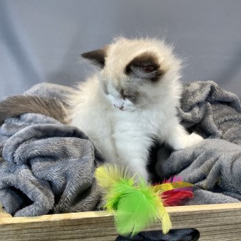 chaton Ragdoll Umpa-lumpa Les Ragdolls de la Croisette