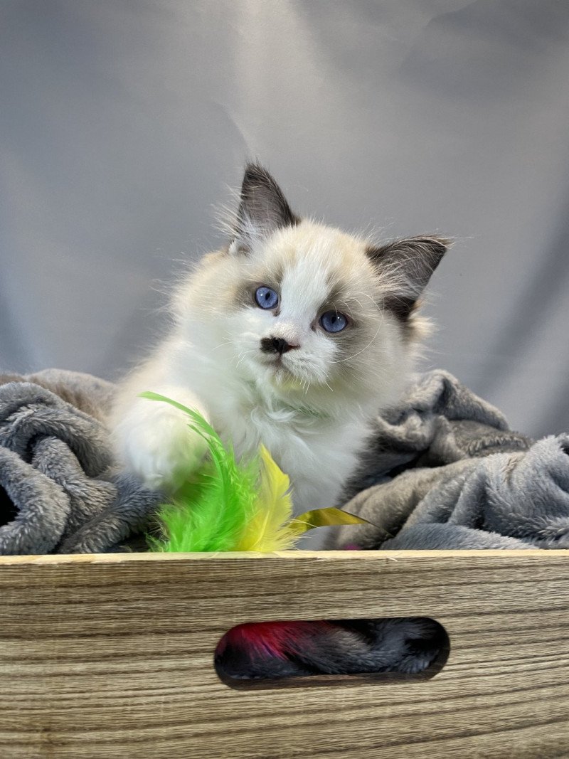 Umpa-lumpa De La Croisette Mâle Ragdoll