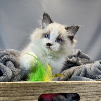 chaton Ragdoll Umpa-lumpa Les Ragdolls de la Croisette