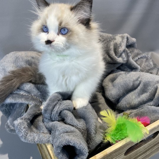 chaton Ragdoll Umpa-lumpa Les Ragdolls de la Croisette