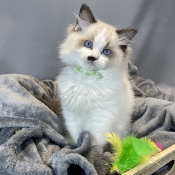 chaton Ragdoll Umpa-lumpa Les Ragdolls de la Croisette