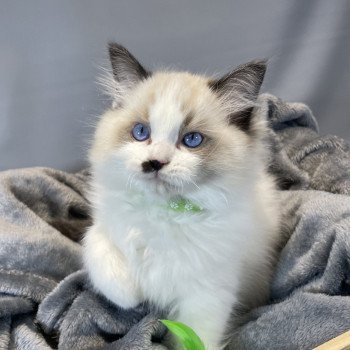 chaton Ragdoll Umpa-lumpa Les Ragdolls de la Croisette chaton Ragdoll Umpa-lumpa Les Ragdolls de la Croisette