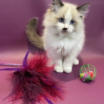 chaton Ragdoll Umpa-lumpa Les Ragdolls de la Croisette chaton Ragdoll Umpa-lumpa Les Ragdolls de la Croisette