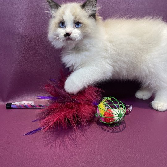 chaton Ragdoll Umpa-lumpa Les Ragdolls de la Croisette