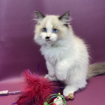 chaton Ragdoll Umpa-lumpa Les Ragdolls de la Croisette