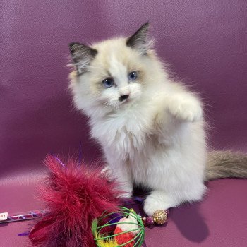 chaton Ragdoll Umpa-lumpa Les Ragdolls de la Croisette