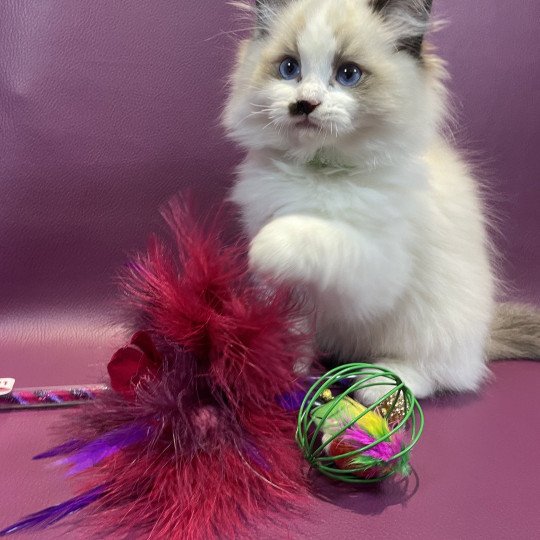 chaton Ragdoll Umpa-lumpa Les Ragdolls de la Croisette