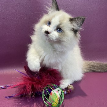 chaton Ragdoll Umpa-lumpa Les Ragdolls de la Croisette