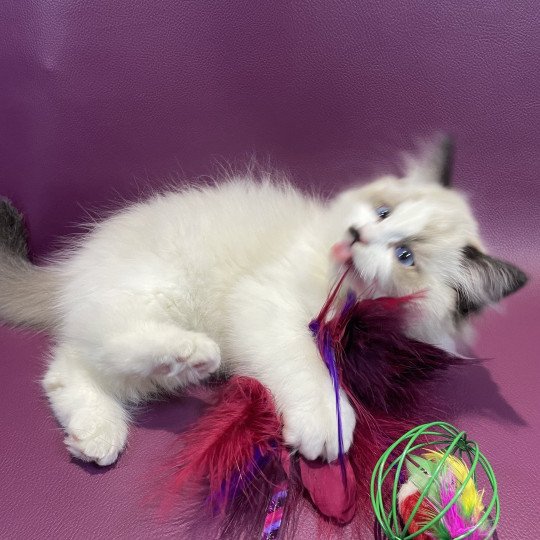 chaton Ragdoll Umpa-lumpa Les Ragdolls de la Croisette