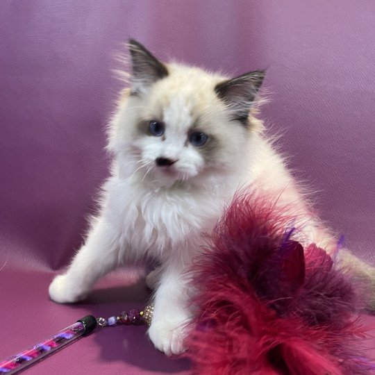 chaton Ragdoll Umpa-lumpa Les Ragdolls de la Croisette