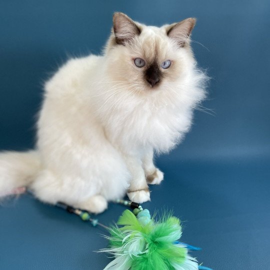 chat Ragdoll chocolate point mitted wifye (vert) Les Ragdolls de la Croisette