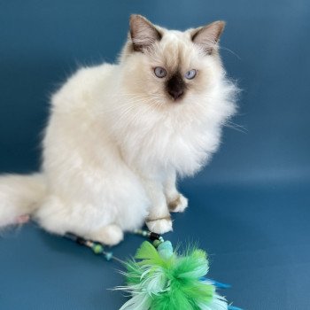 chat Ragdoll chocolate point mitted wifye (vert) Les Ragdolls de la Croisette chat Ragdoll chocolate point mitted wifye (vert) Les Ragdolls de la Croisette