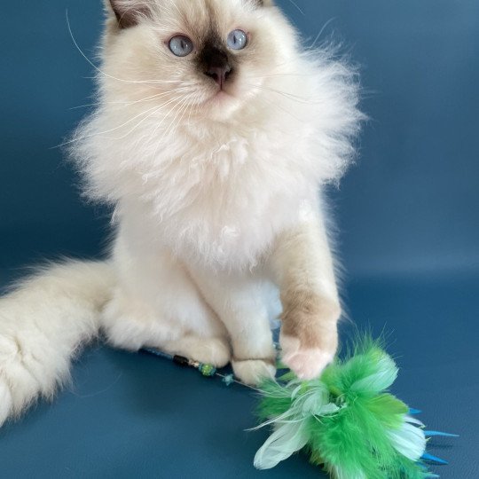 chat Ragdoll chocolate point mitted wifye (vert) Les Ragdolls de la Croisette