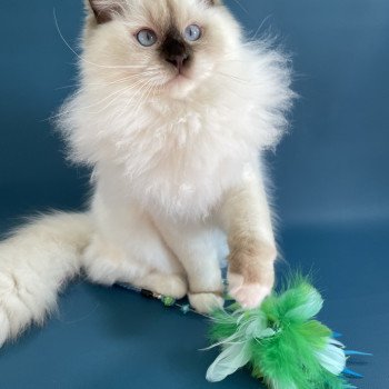 chat Ragdoll chocolate point mitted wifye (vert) Les Ragdolls de la Croisette chat Ragdoll chocolate point mitted wifye (vert) Les Ragdolls de la Croisette